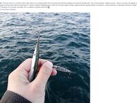 Фотоотчёт про ставриду и мелкий шрифт