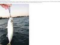 Фотоотчёт про ставриду и мелкий шрифт