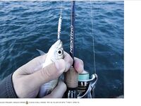 Фотоотчёт про ставриду и мелкий шрифт