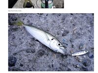 Фотоотчёт про ставриду и мелкий шрифт