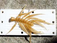 Проверка снасти и первые забросы по ставриде