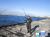 Ловля скумбрии у пирса в Исландии: косяки и гирлянды