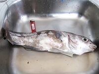 Ловля скумбрии у пирса в Исландии: косяки и гирлянды