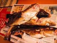 Прибрежная треска и саида у Рейкьявика