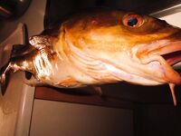 Прибрежная треска и саида у Рейкьявика