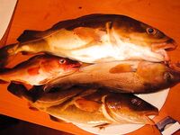 Прибрежная треска и саида у Рейкьявика