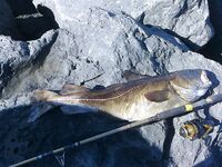 Трофейная треска у берега: 7 кг и борьба двадцать минут