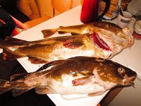 Трофейная треска у берега: 7 кг и борьба двадцать минут