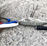 Барракуда с Майорки и утренний промах