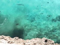 Барракуда с Майорки и утренний промах