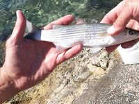 Майорка, пляж Cala d’Or и семейная рыбалка