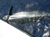 Маврикий и голубой марлин на 242 кг