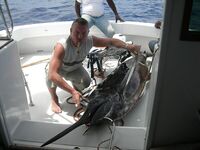 Маврикий и голубой марлин на 242 кг