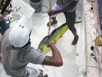 Фотографии марлина с Маврикия