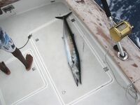 Фотографии марлина с Маврикия