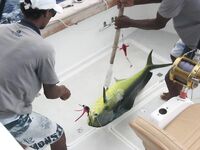 Фотографии марлина с Маврикия