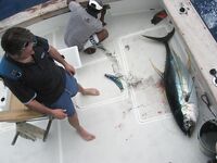 Фотографии марлина с Маврикия