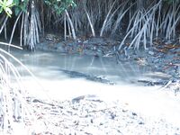 Ривьера Майя и троллинг на парусника