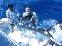 Ривьера Майя и троллинг на парусника