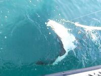 Мой первый палтус: Камчатка, бухта Бичевинка