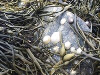 Hard Rock Fishing: фото-заметки с берега