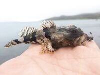 Hard Rock Fishing: фото-заметки с берега