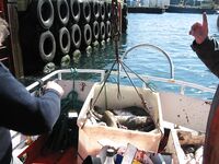 Исландия: с катера — другой уровень рыбалки