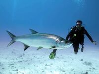 Коста-Рика — рай для рыболова: от марлина до тарпона