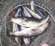 Беломорская дорога и ночёвка у Умбы