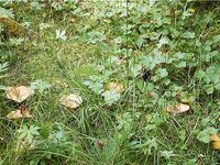 Норвегия: две недели форели и хариуса без остановки