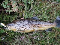 Норвегия: две недели форели и хариуса без остановки