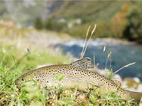 Норвегия: две недели форели и хариуса без остановки