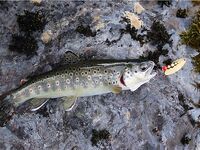 Норвегия: две недели форели и хариуса без остановки