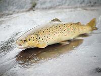 Норвегия: две недели форели и хариуса без остановки