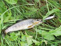 Норвегия: две недели форели и хариуса без остановки