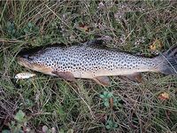 Норвегия: две недели форели и хариуса без остановки