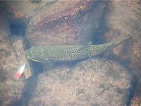 Норвегия: две недели форели и хариуса без остановки