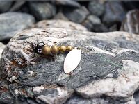 Норвегия: две недели форели и хариуса без остановки