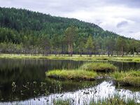 Дни хариусового прозрения на Гломме и поход к озеру без рыбы