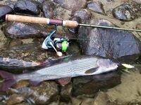 Дни хариусового прозрения на Гломме и поход к озеру без рыбы