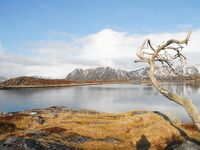 Фьордная ловля у Нордкапа и трофейная мольва в шхерах