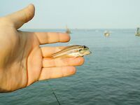 Бюджетная рыбалка в порту Джимбарана