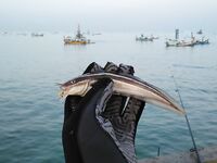 Бюджетная рыбалка в порту Джимбарана