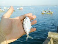 Бюджетная рыбалка в порту Джимбарана