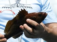 Океан штормит и ловля на живую креветку