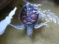 Океан штормит и ловля на живую креветку