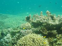 Снорклинг, дайвинг и рассвет у вулкана Агунг