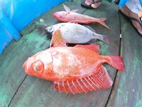 Ловля little fish и частые сходы