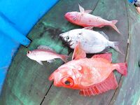 Ловля little fish и частые сходы