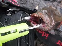 Когда прилив и кто знает про прилив